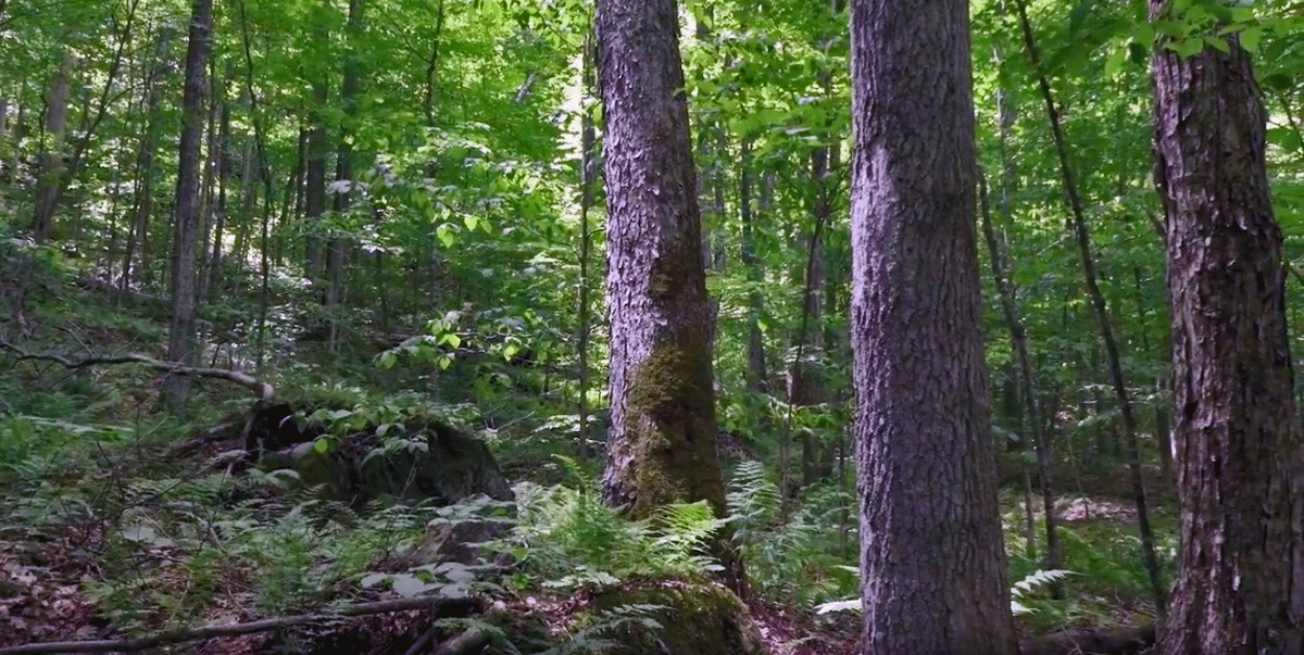New England Old Growth